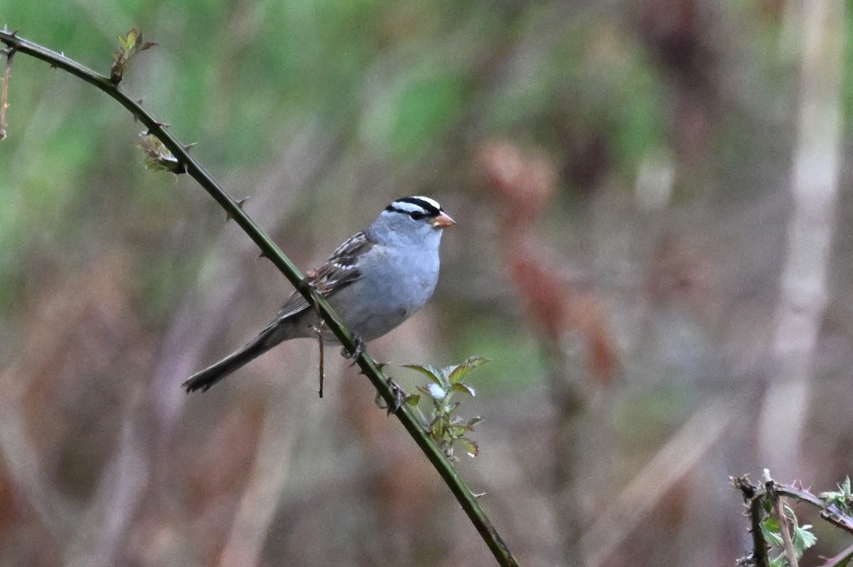 White-crowned Sparrow (Dark-lored) - ML619727354