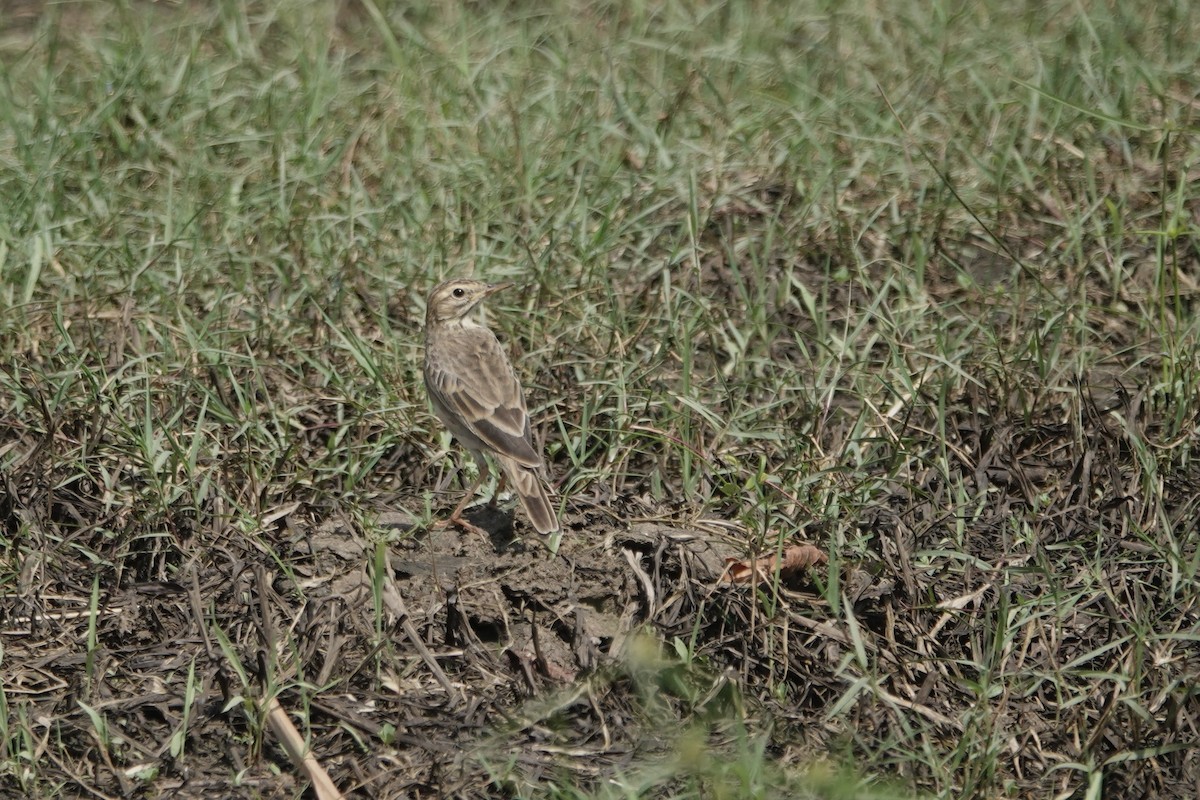 Pipit africain (groupe cinnamomeus) - ML619727371