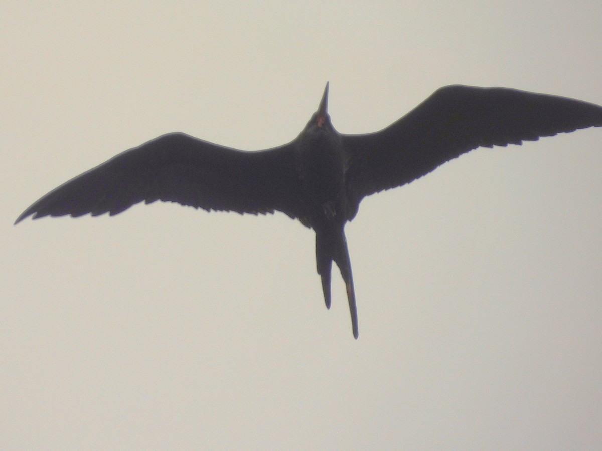 Great Frigatebird - ML619727372