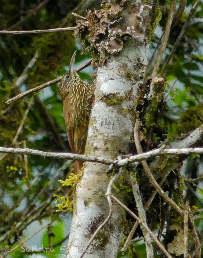 Montane Woodcreeper - ML619727389