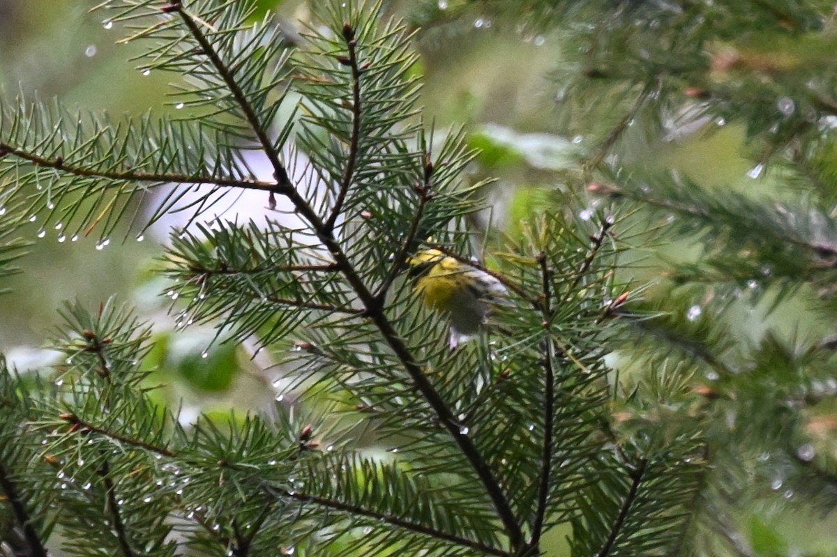 Townsend's x Hermit Warbler (hybrid) - ML619727393