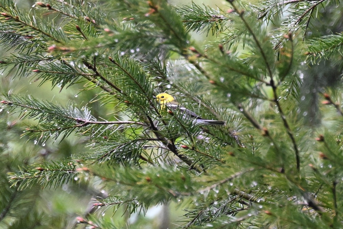 Townsend's x Hermit Warbler (hybrid) - Ryan Merrill