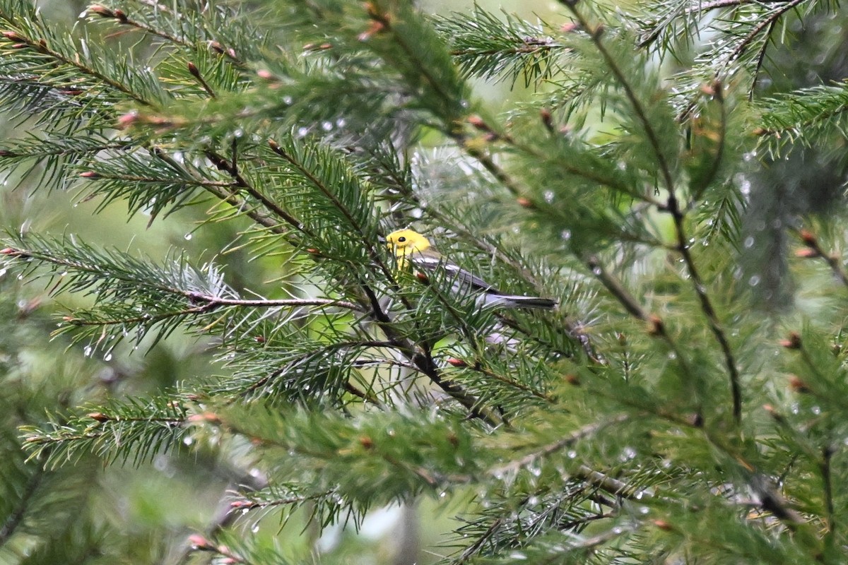 Townsend's x Hermit Warbler (hybrid) - ML619727394