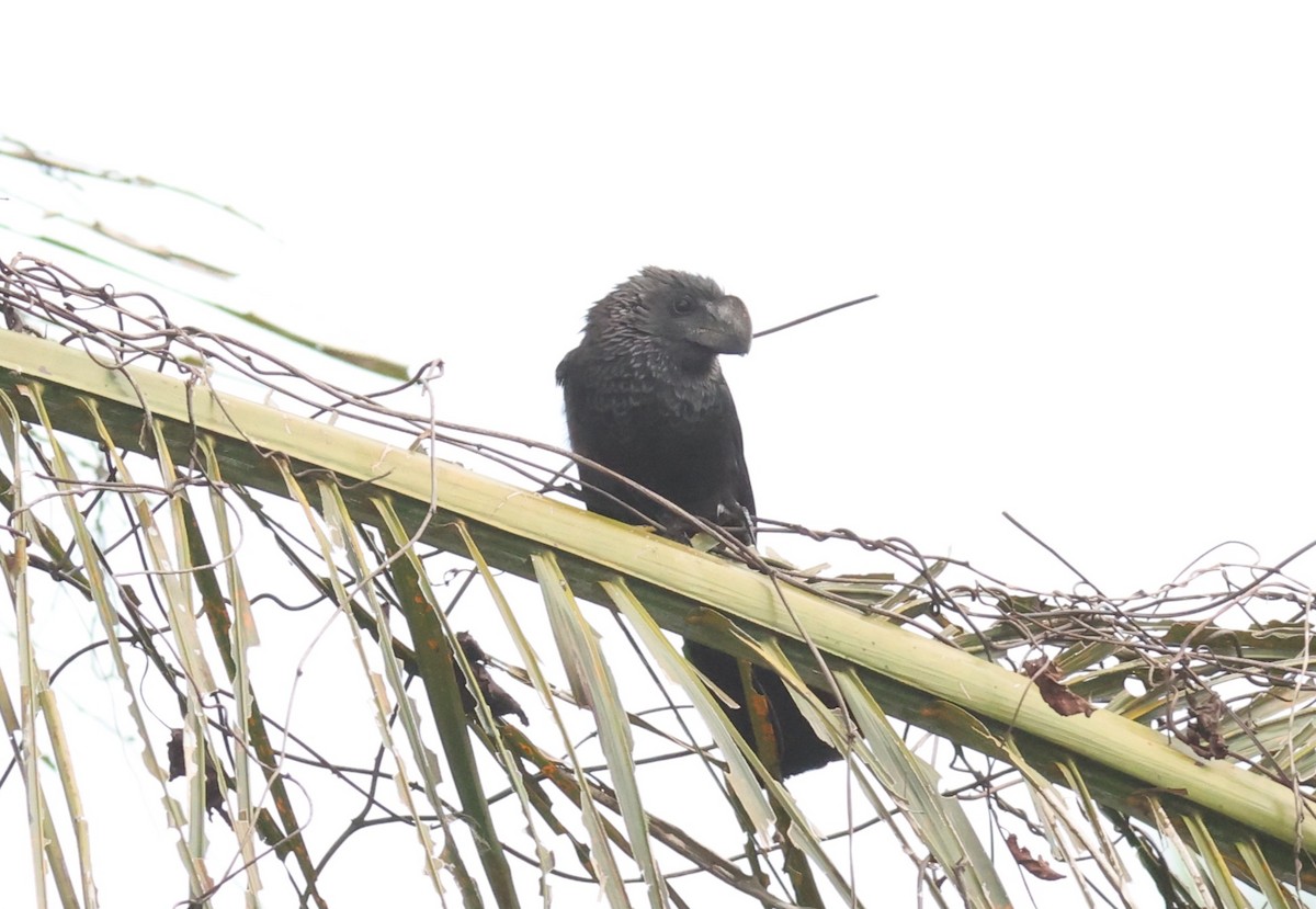 Smooth-billed Ani - ML619727419