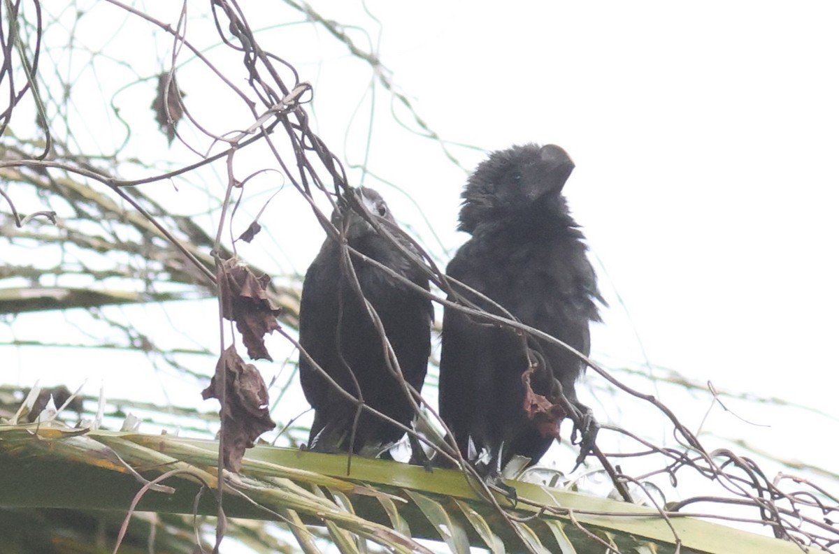 Smooth-billed Ani - ML619727420