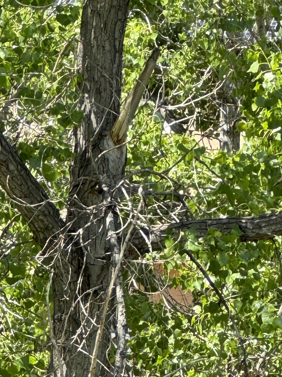 Mosquero sp. (Empidonax sp.) - ML619727446