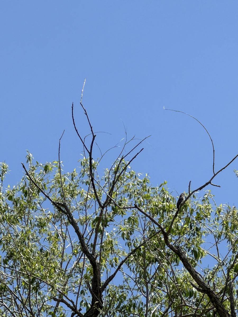 Mosquero sp. (Empidonax sp.) - ML619727447