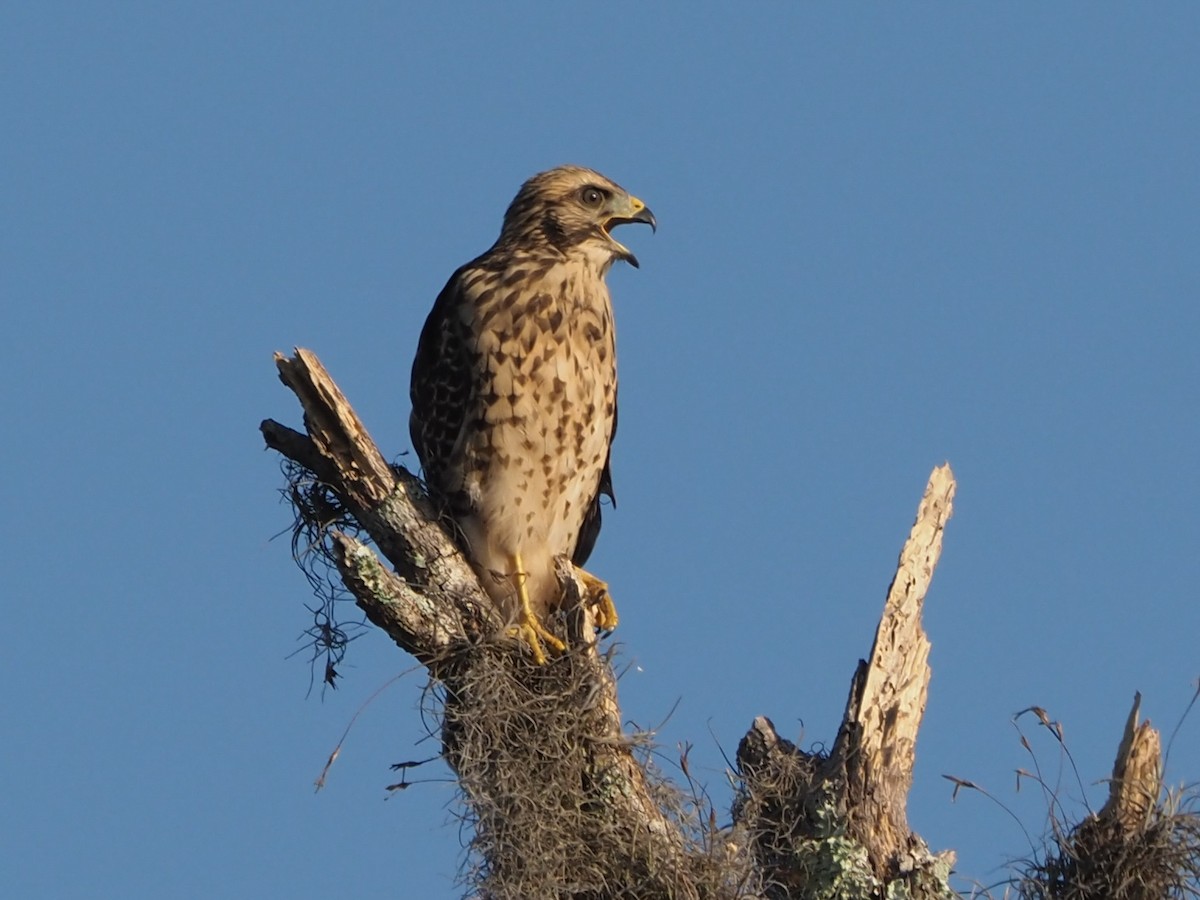 Red-shouldered Hawk - ML619727476