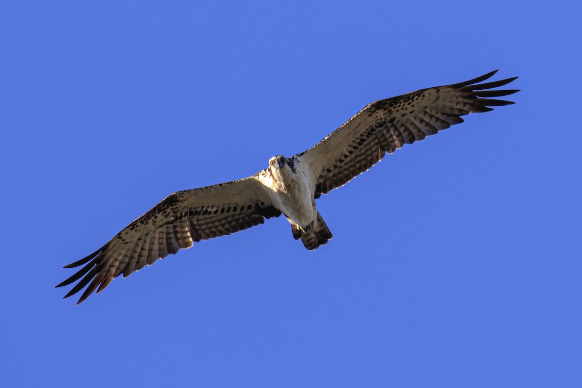 Águila Pescadora - ML619727478