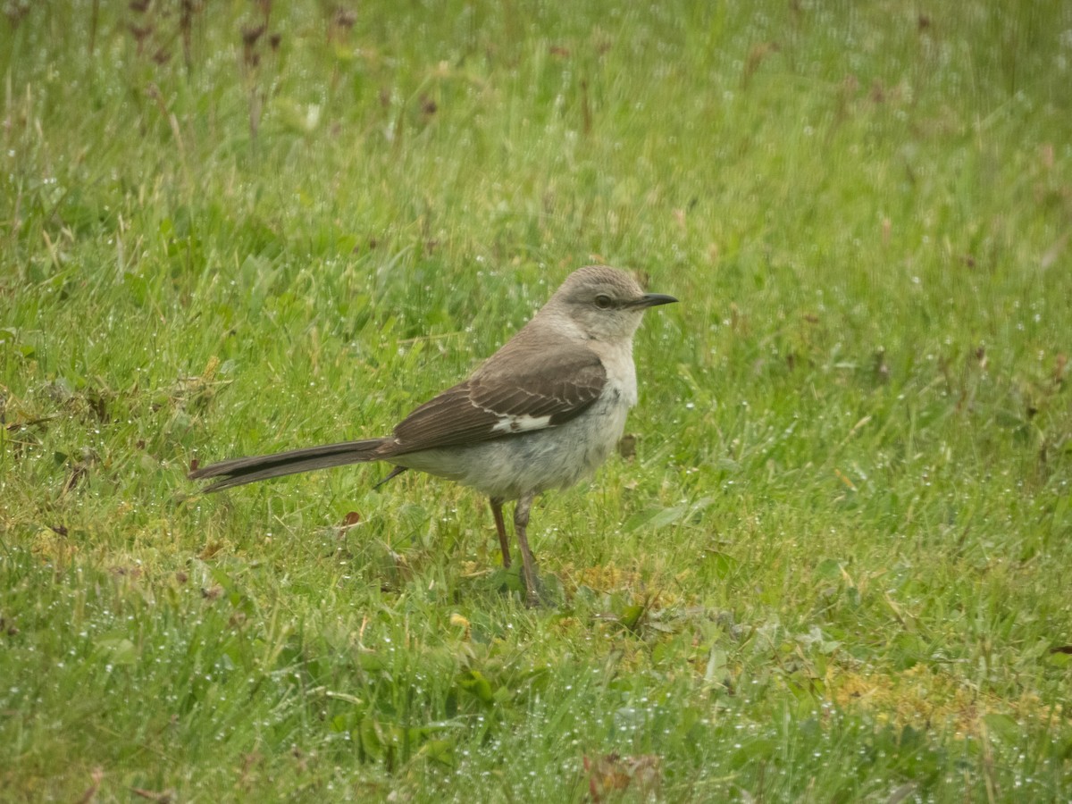 Northern Mockingbird - ML619727503