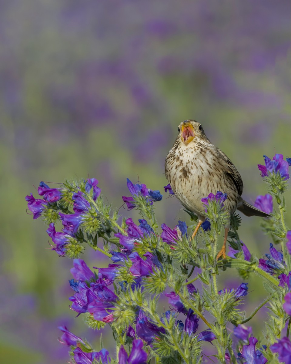 Corn Bunting - ML619727582