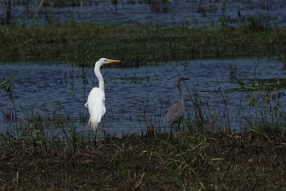 Yellow-billed Egret - ML619727584