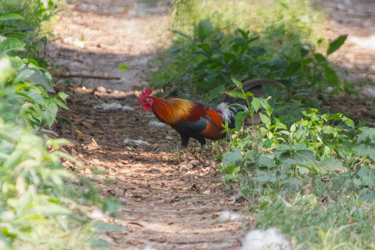 Red Junglefowl - ML619727594