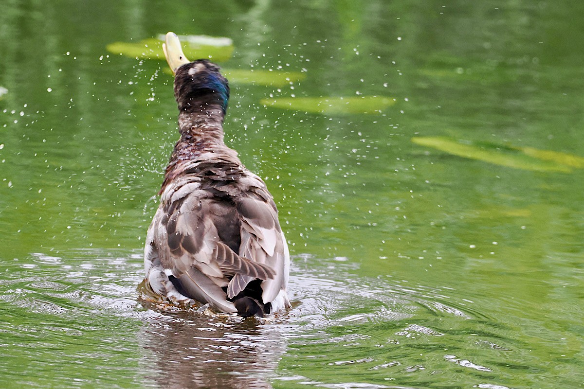 Canard colvert - ML619727598