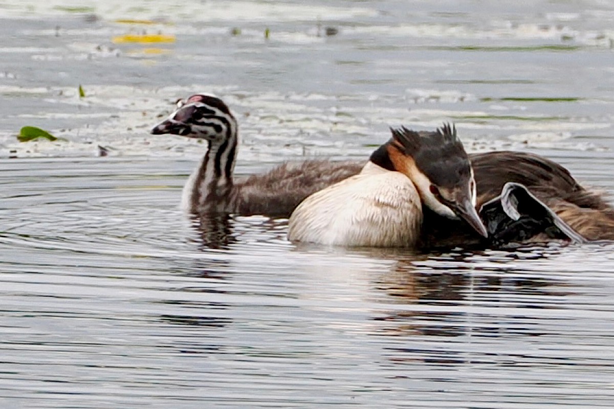 Great Crested Grebe - ML619727601