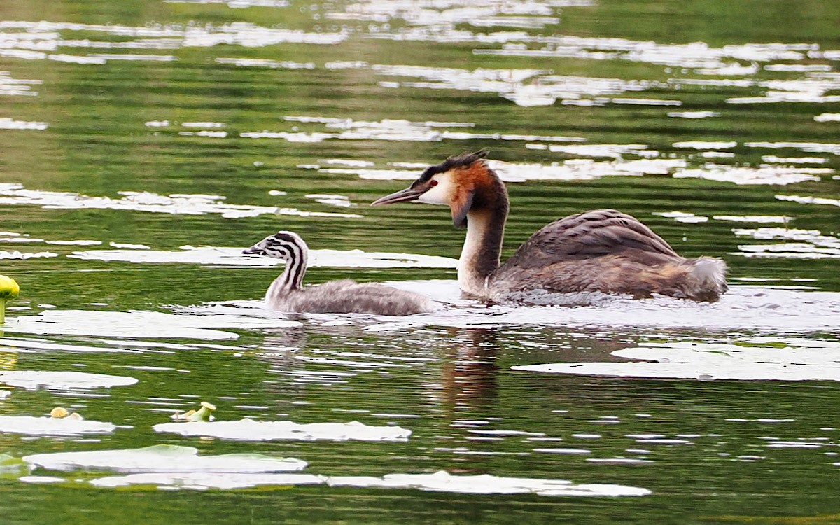 Great Crested Grebe - ML619727602