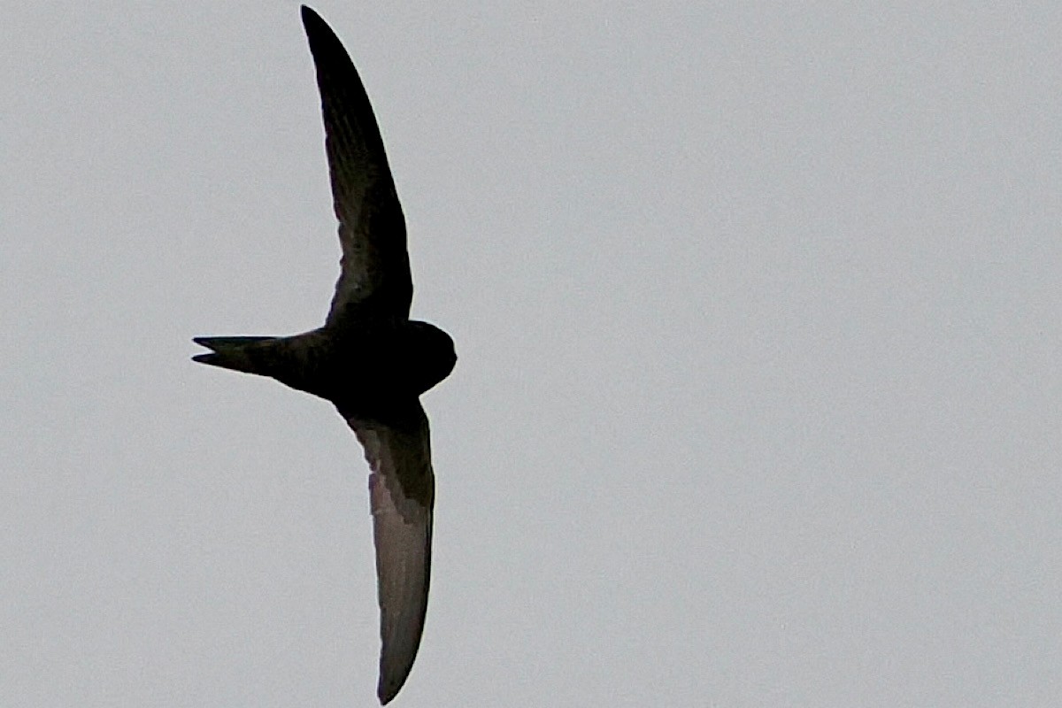 Common Swift - ML619727610