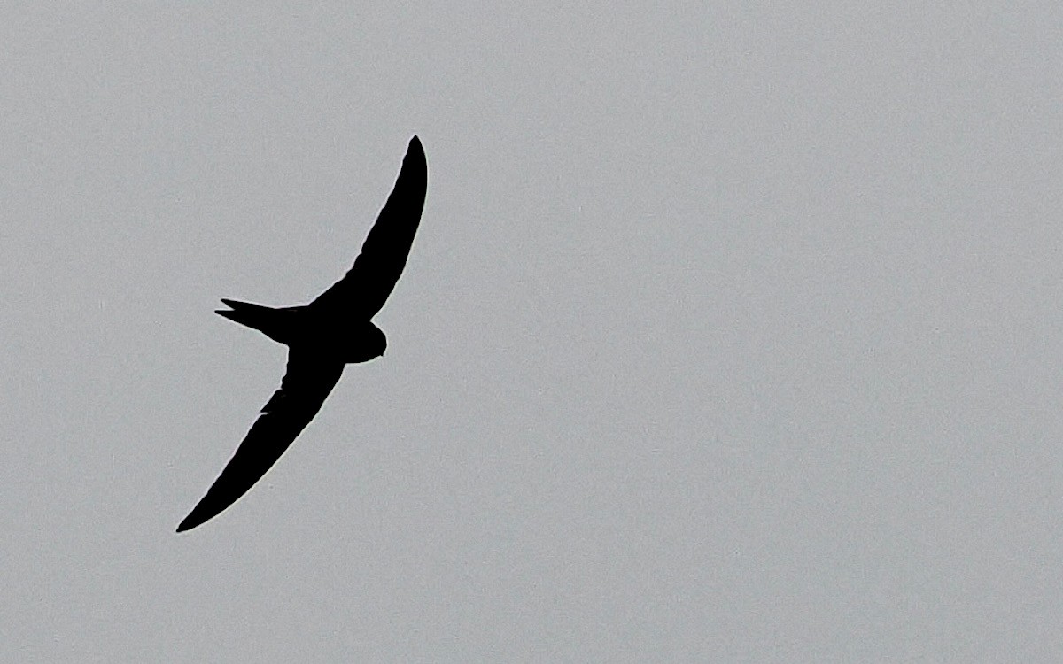 Common Swift - ML619727611