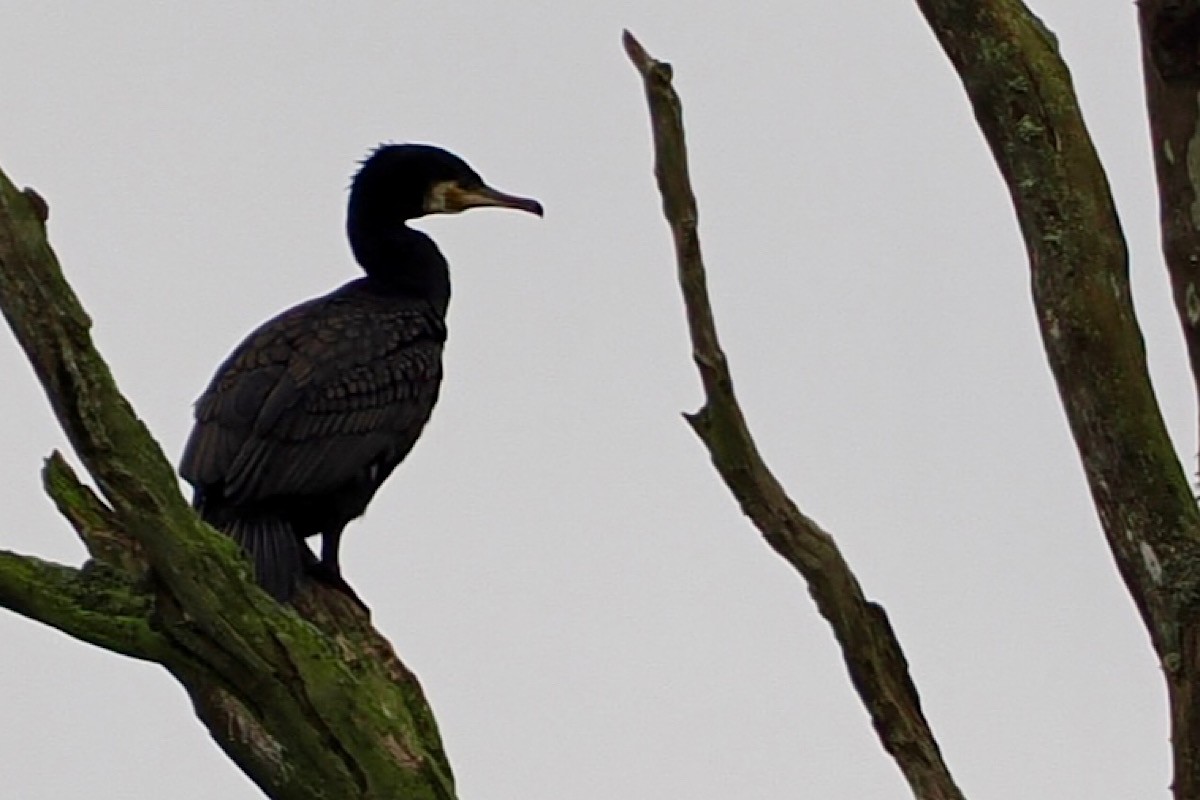 Cormorán Grande - ML619727616