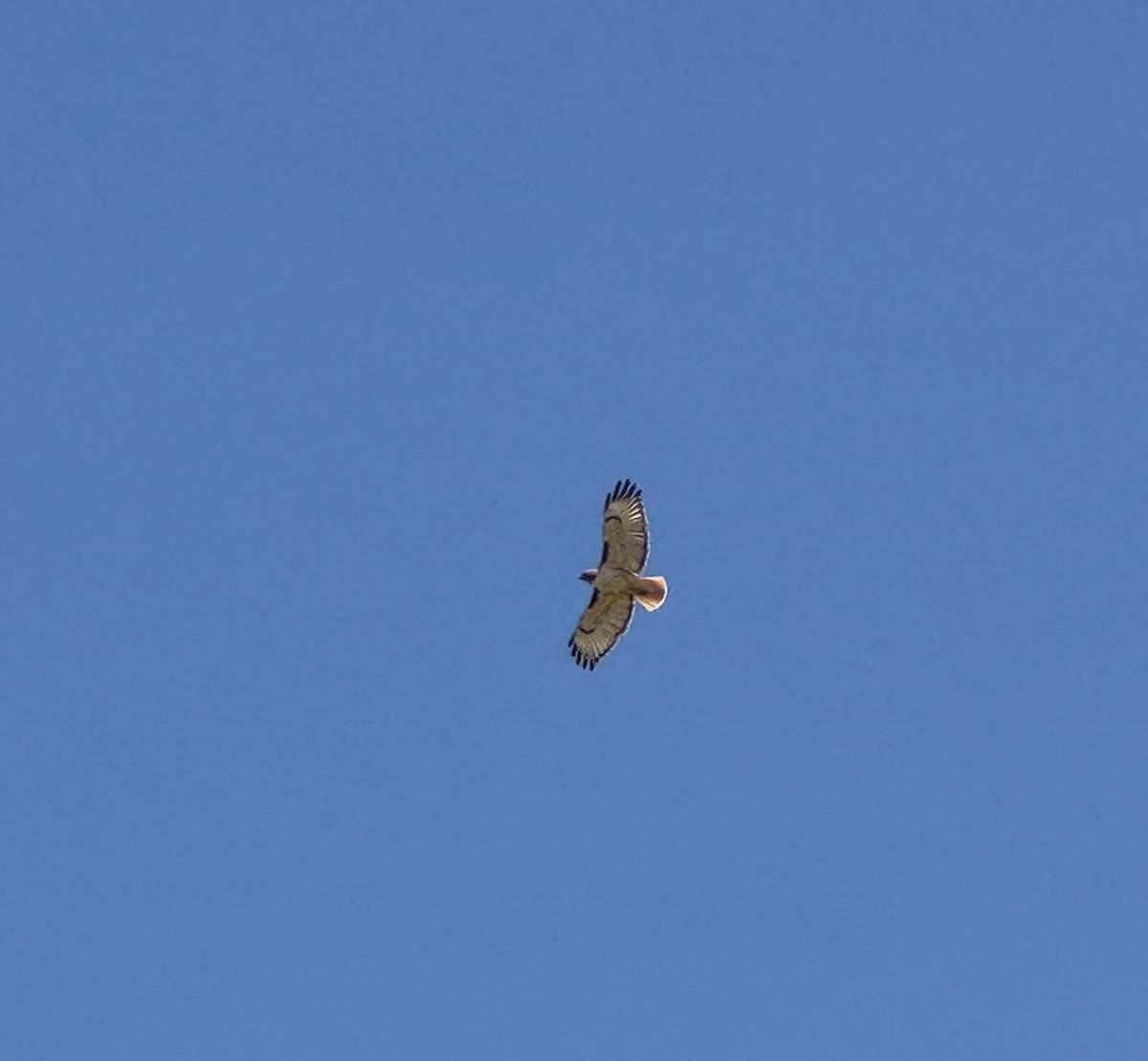 Red-tailed Hawk - ML619727645
