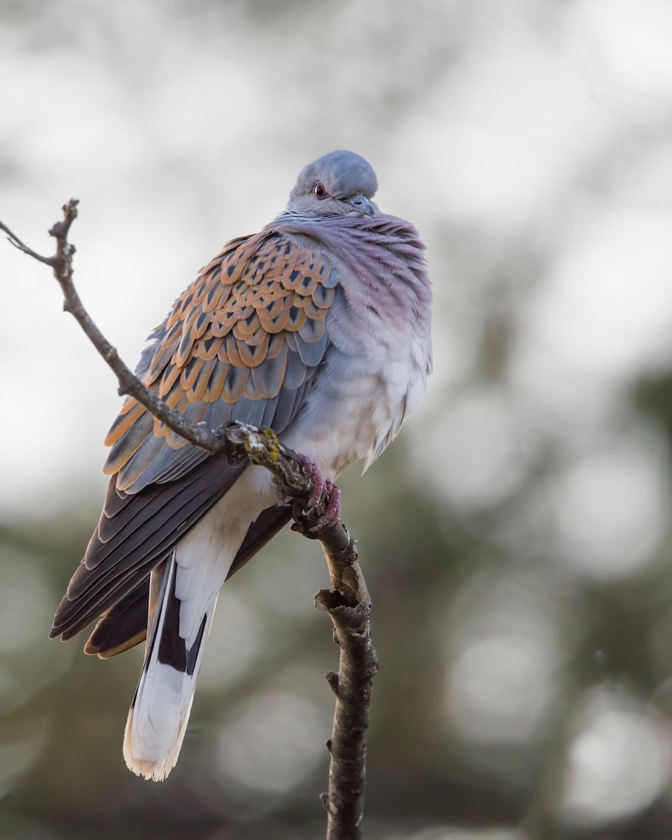 European Turtle-Dove - ML619727653