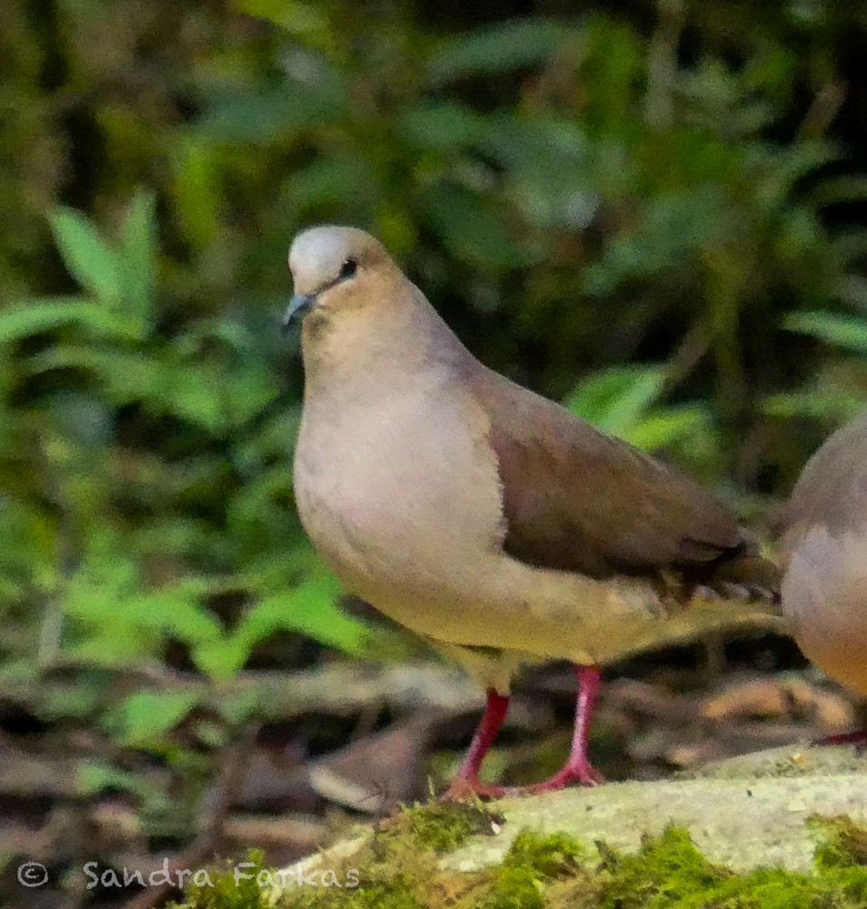 Colombe à front gris - ML619727676