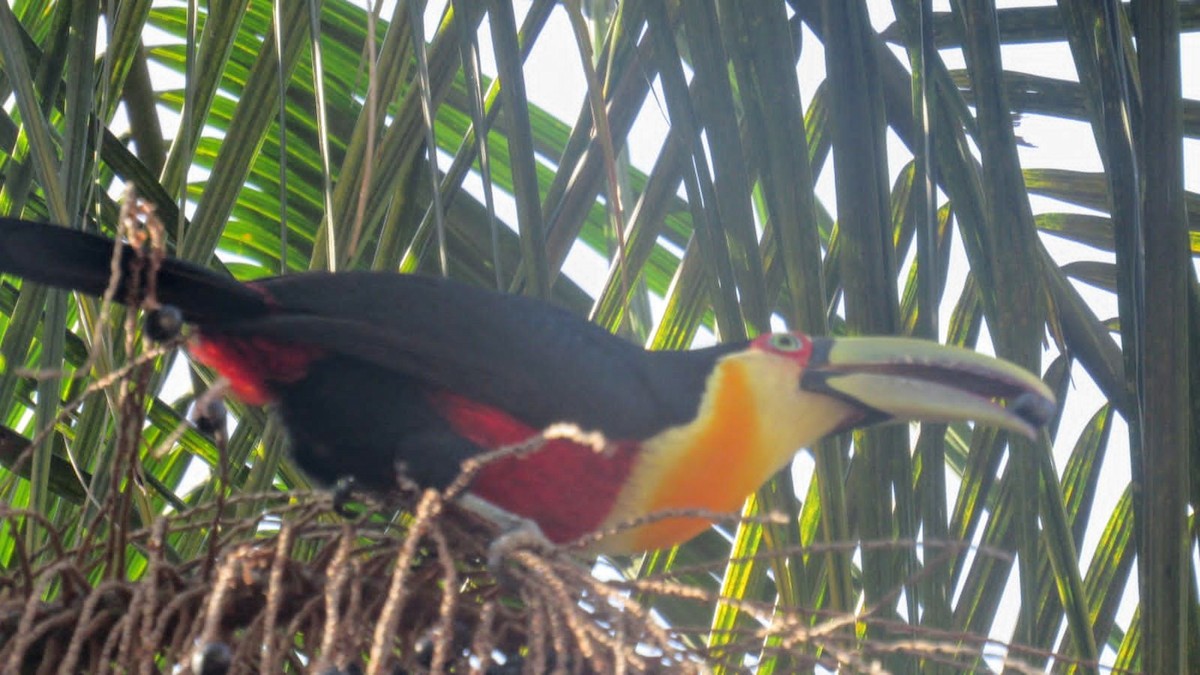 Red-breasted Toucan - ML619727680