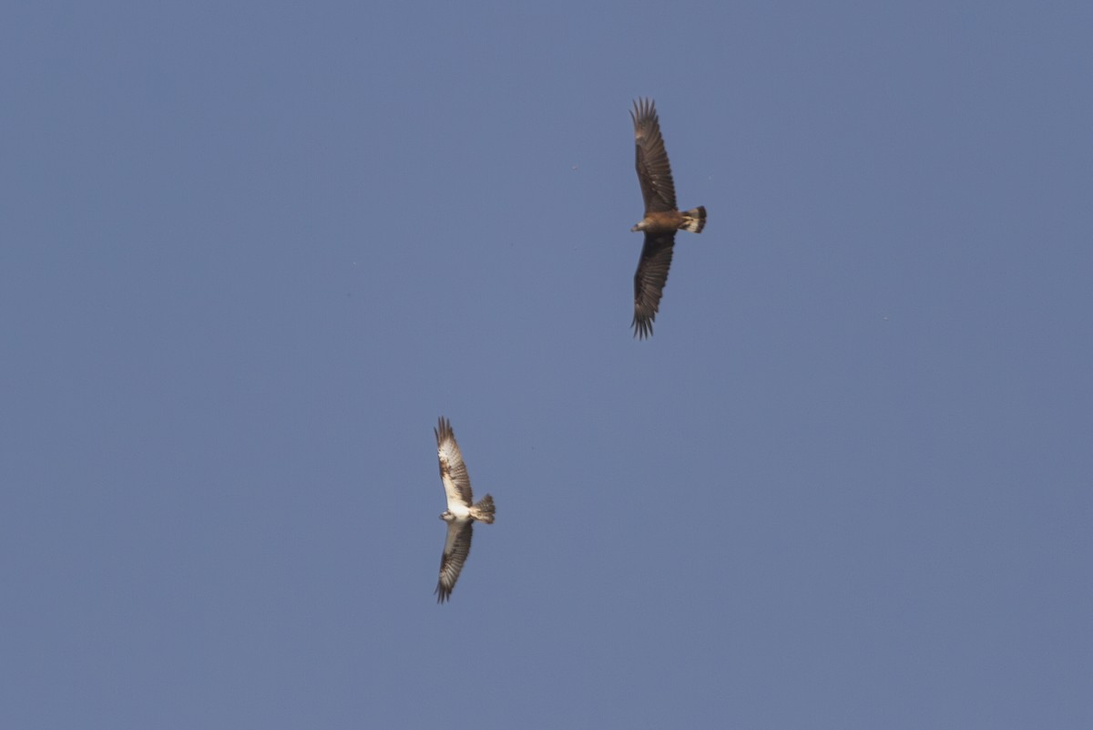 Pallas's Fish-Eagle - ML619727690