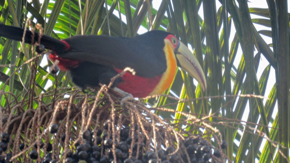 Red-breasted Toucan - ML619727699