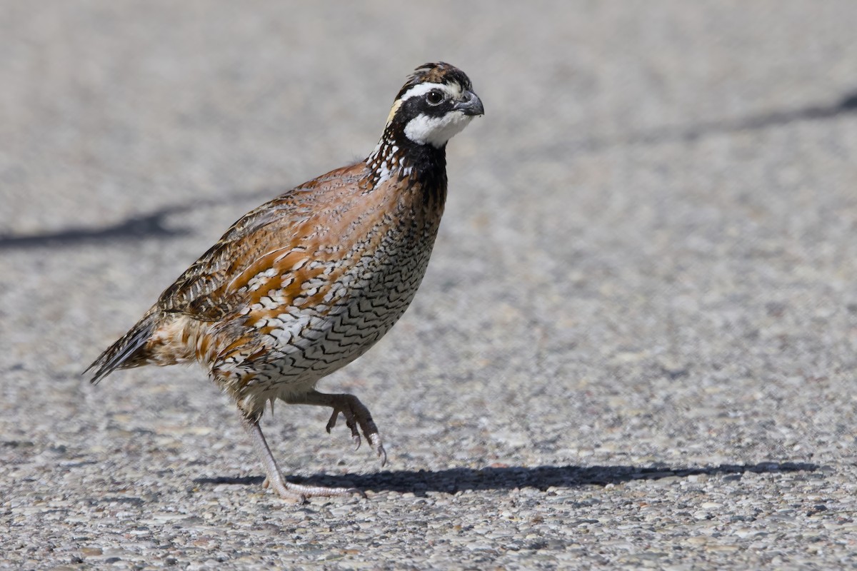 Northern Bobwhite - ML619727724