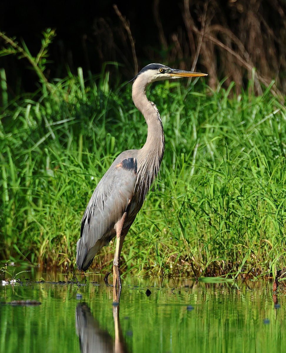 Great Blue Heron - ML619727746