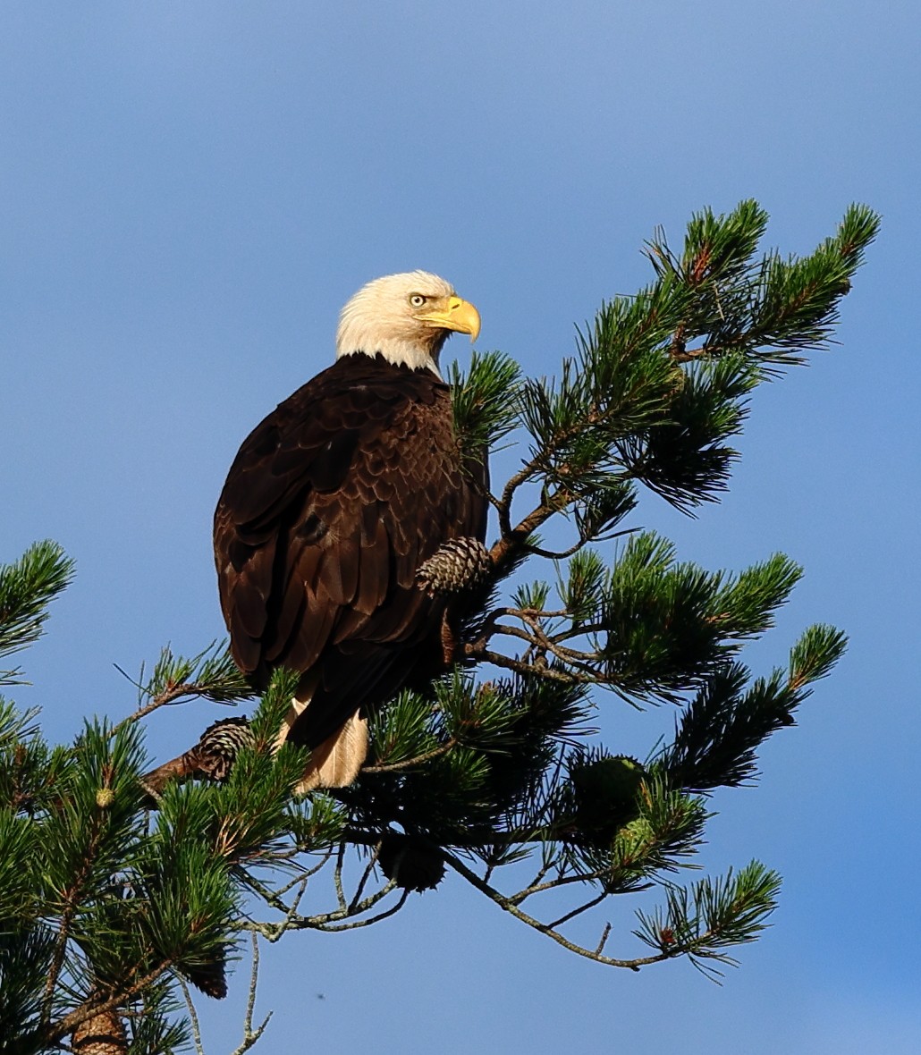 Bald Eagle - ML619727751