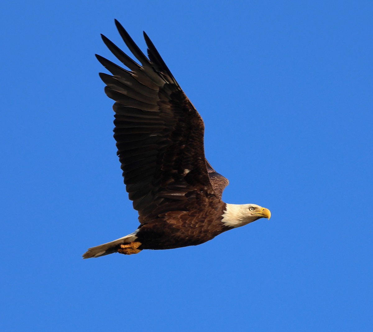 Bald Eagle - ML619727753