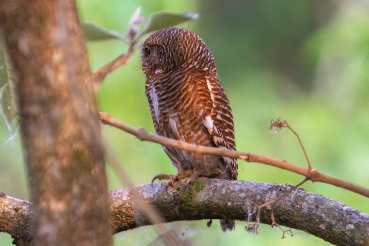 Asian Barred Owlet - ML619727759