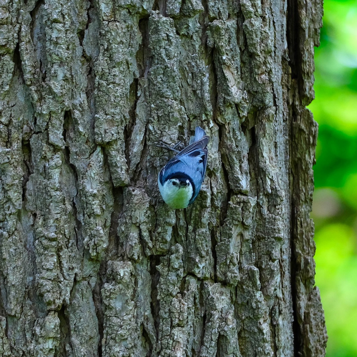 White-breasted Nuthatch - ML619727762