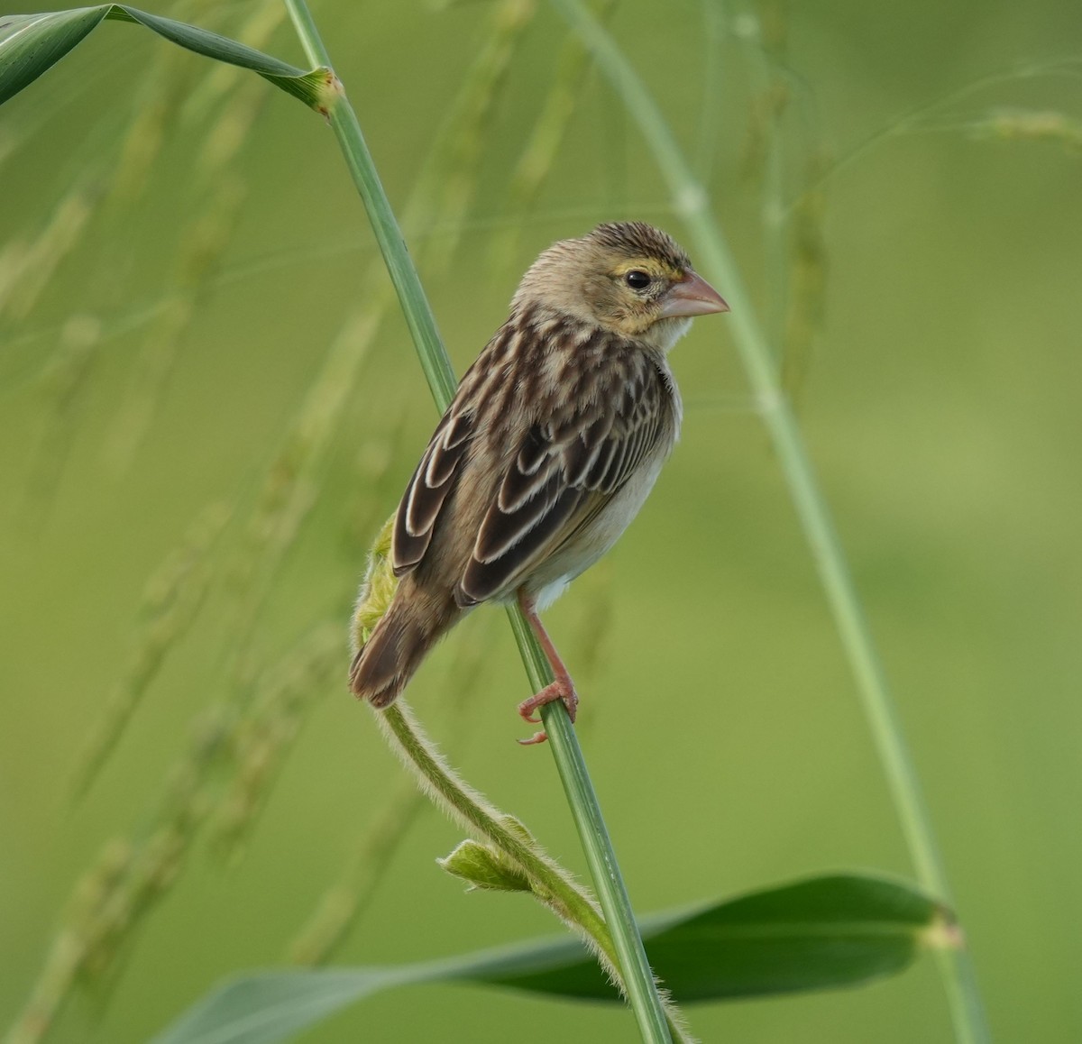 Northern Red Bishop - ML619727783