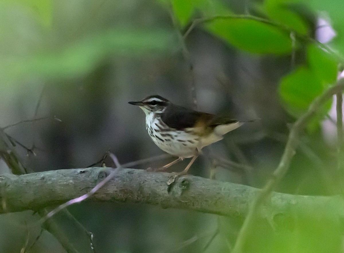 Louisiana Waterthrush - ML619727794