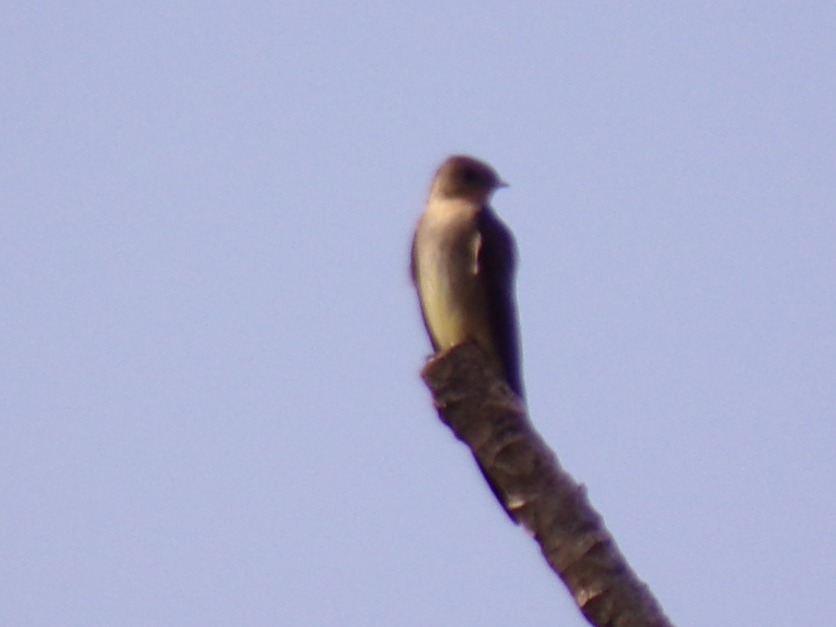 Southern Rough-winged Swallow - ML619727816