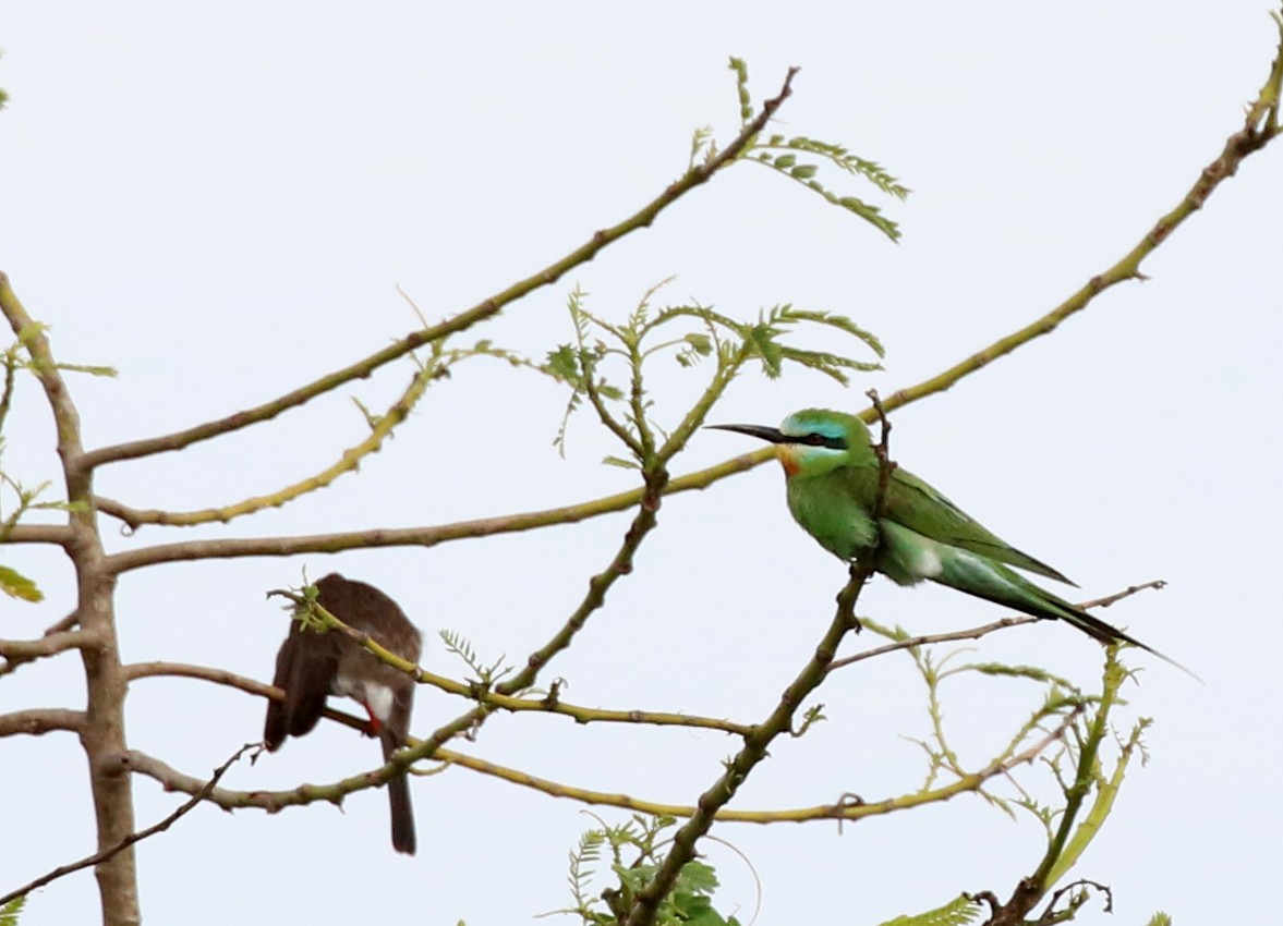 Blue-cheeked Bee-eater - ML619727827