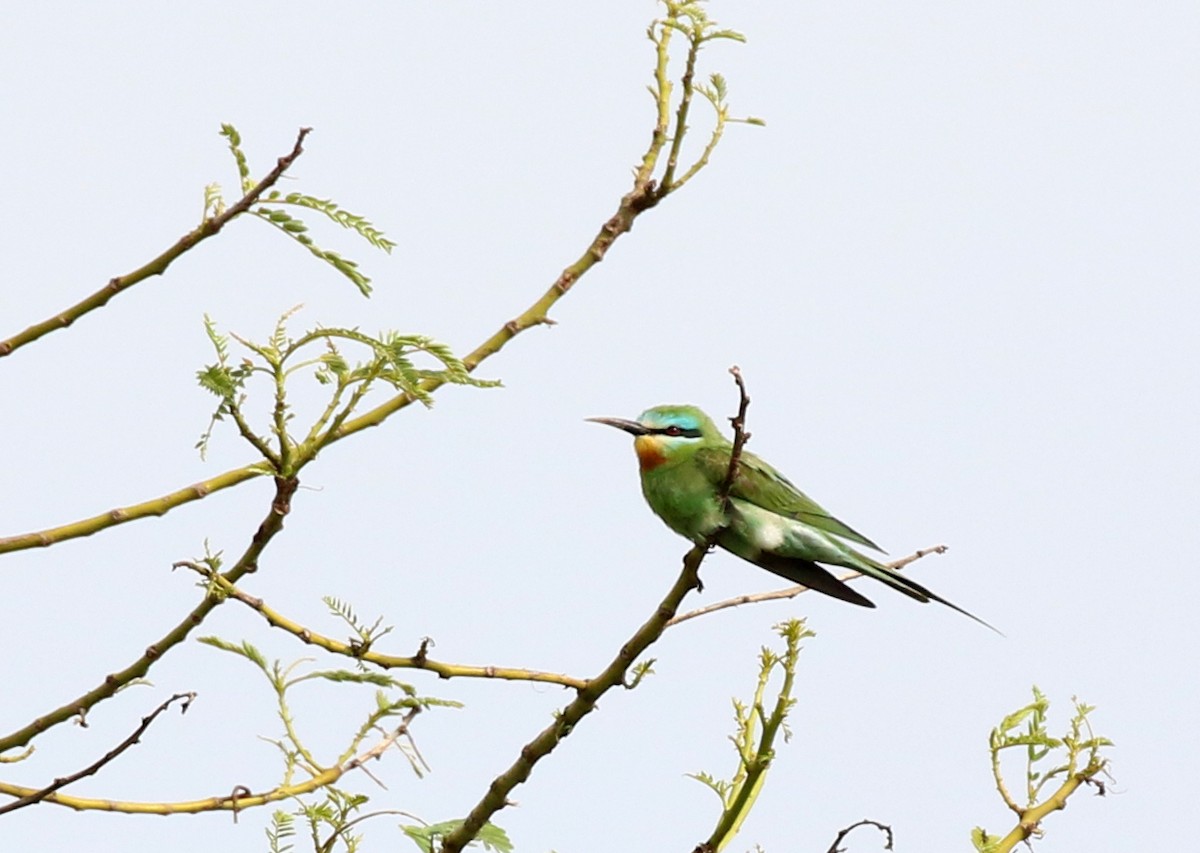 Blue-cheeked Bee-eater - ML619727828