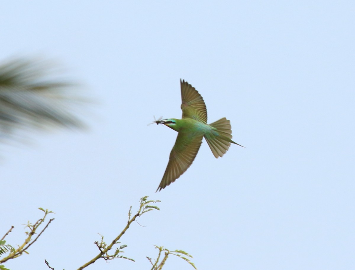 Blue-cheeked Bee-eater - ML619727829