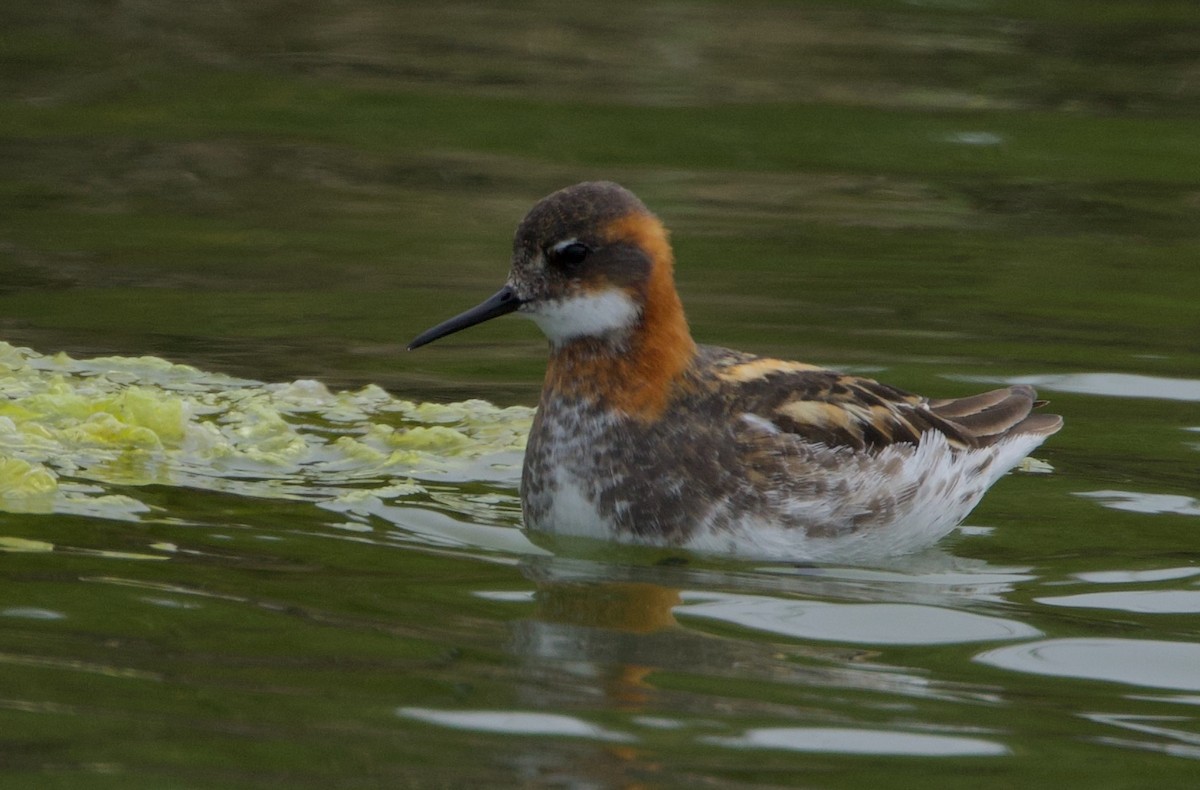 Phalarope à bec étroit - ML619727844