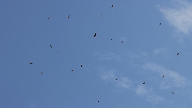 Broad-winged Hawk - ML619727849