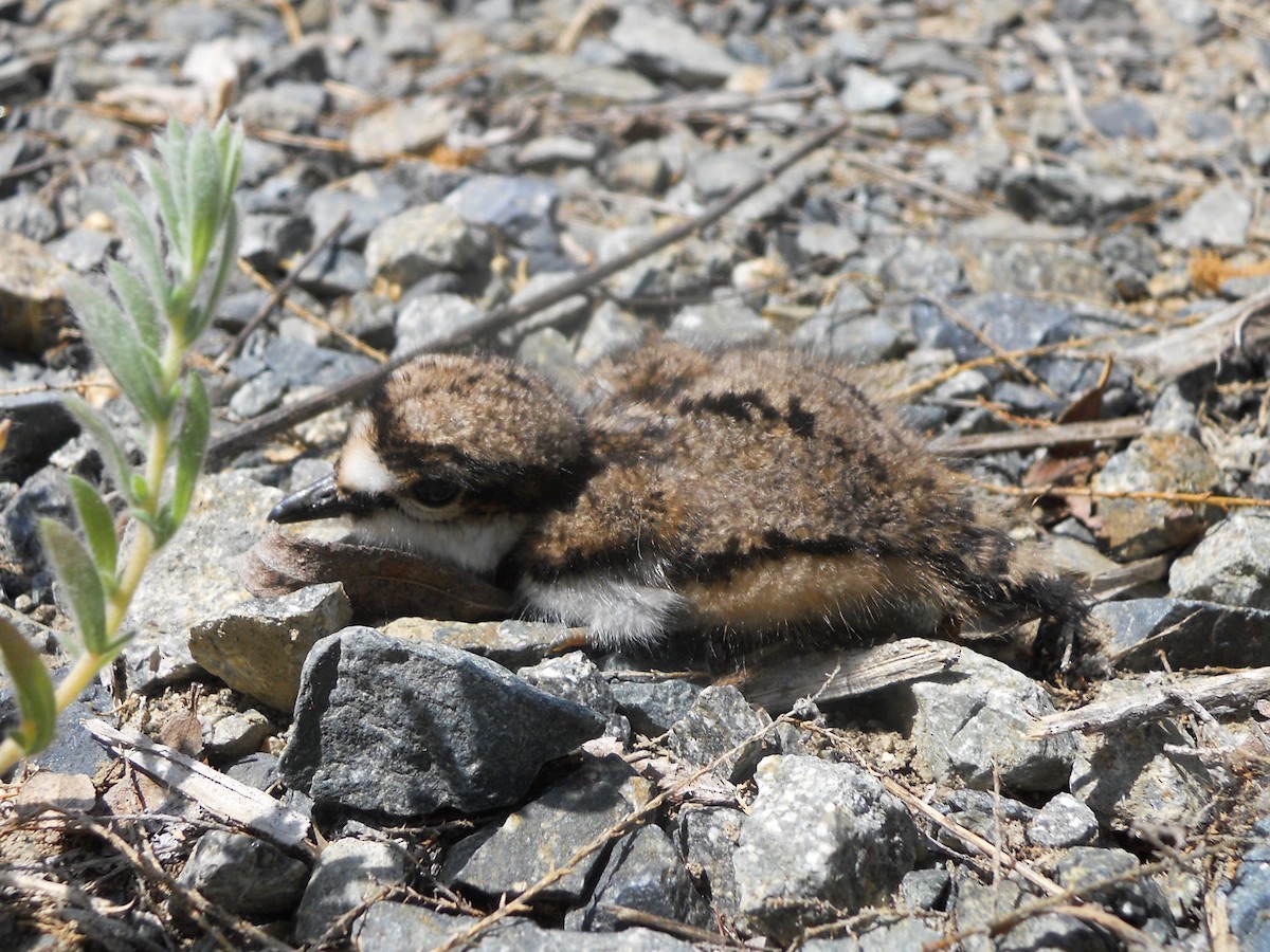 Killdeer - ML619727893