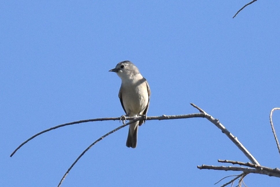 Lucy's Warbler - ML619727908