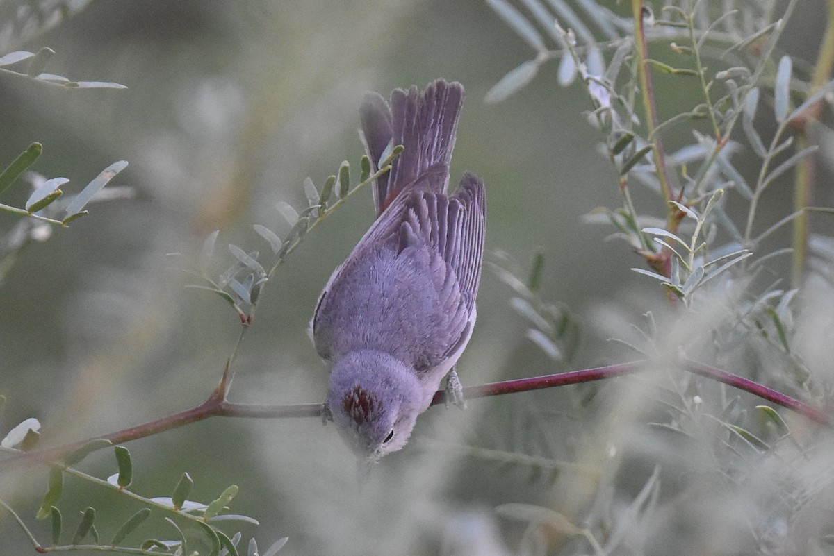 Lucy's Warbler - ML619727910