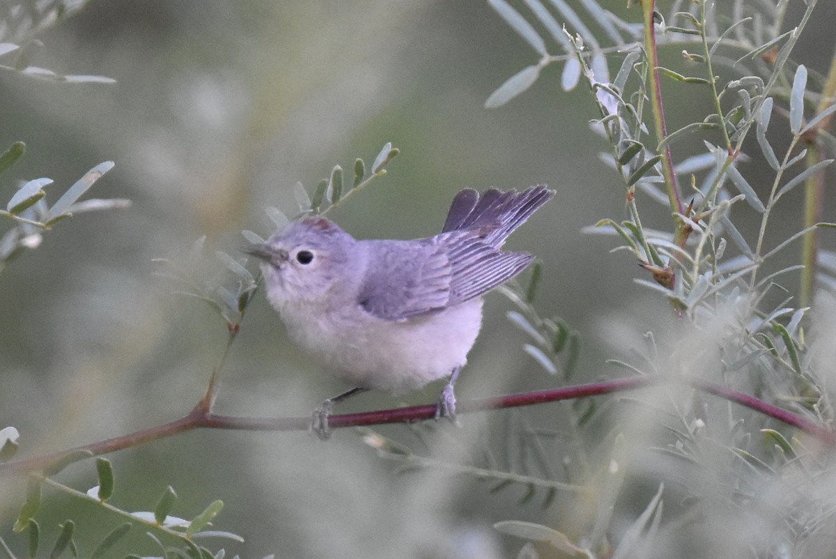 Lucy's Warbler - ML619727911