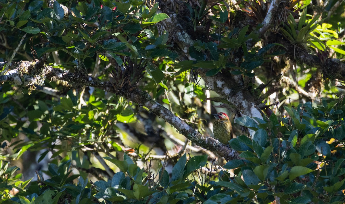 Golden-olive Woodpecker - ML619727913