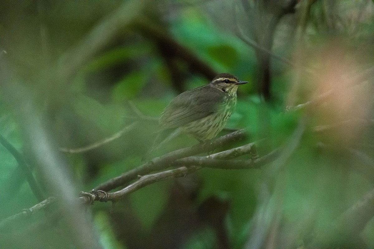 Northern Waterthrush - ML619727939