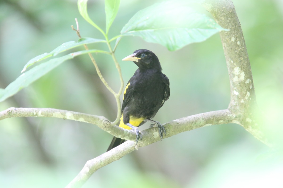 Yellow-rumped Cacique - ML619727968